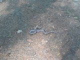 dsc00908.jpg