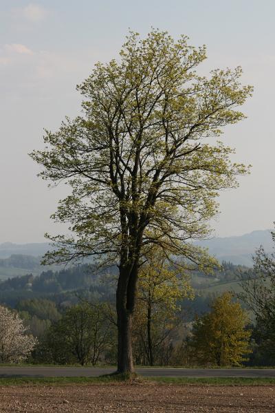 IMG_8675.JPG